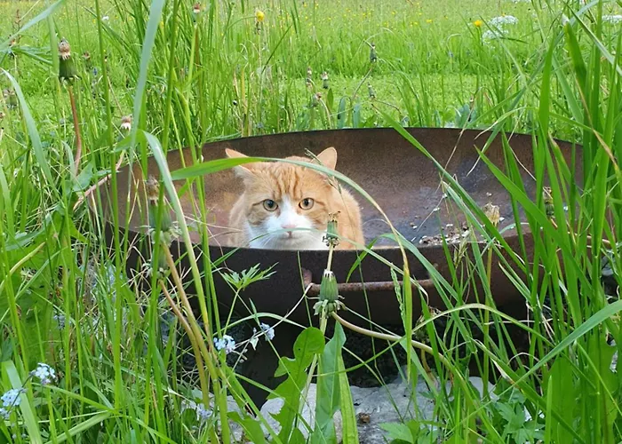 Steinergut Lejlighed *